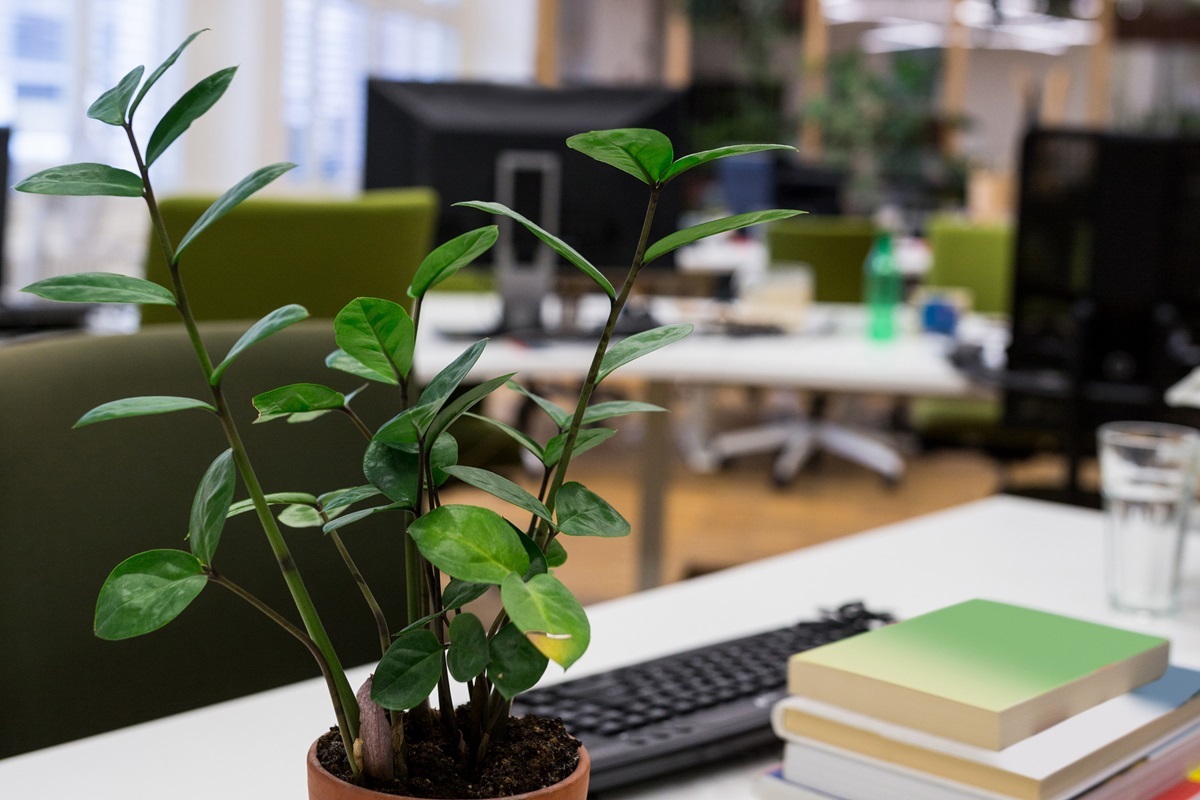Pot plant with stack of books on desk in a office